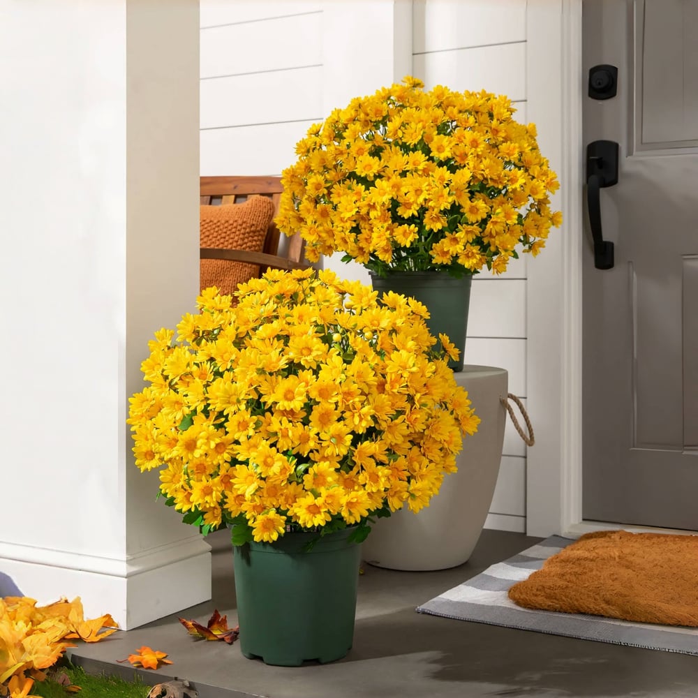 EmberBloom™ Mums | Effortless, Vivid Fall Beauty That Turns Every Porch Into a Showstopper