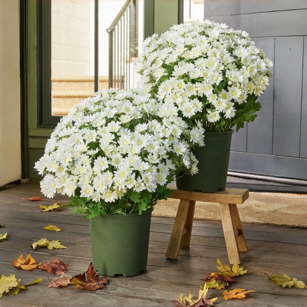 EmberBloom™ Mums | Effortless, Vivid Fall Beauty That Turns Every Porch Into a Showstopper
