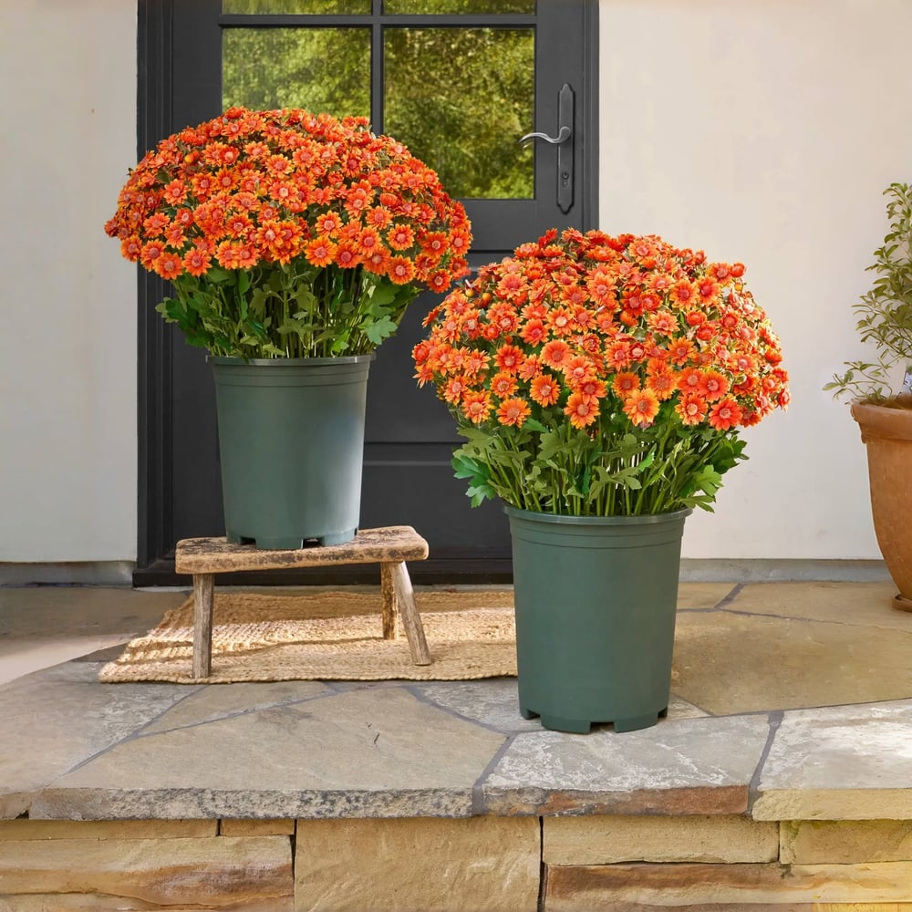 EmberBloom™ Mums | Effortless, Vivid Fall Beauty That Turns Every Porch Into a Showstopper