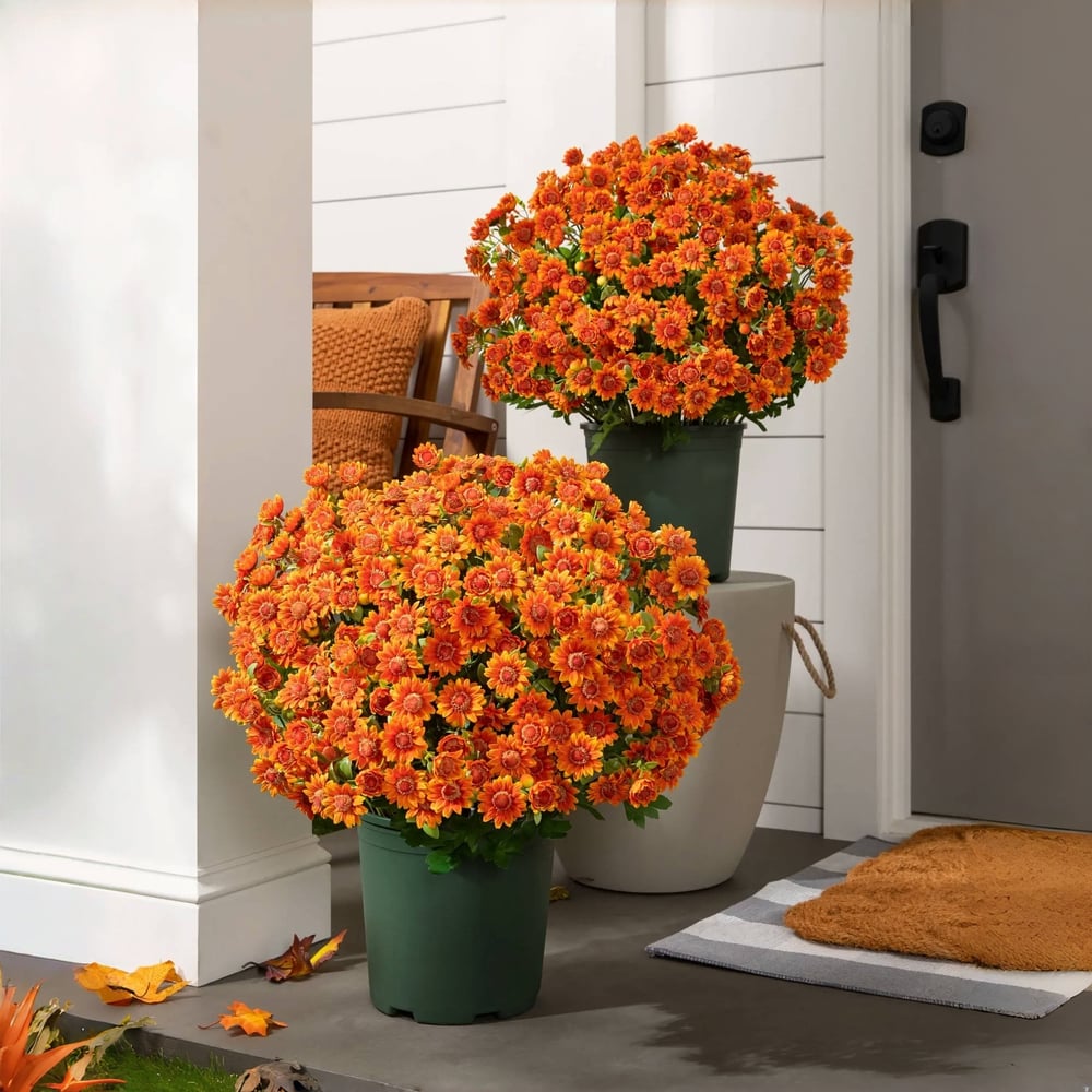 EmberBloom™ Mums | Effortless, Vivid Fall Beauty That Turns Every Porch Into a Showstopper