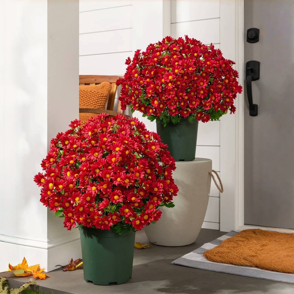 EmberBloom™ Mums | Effortless, Vivid Fall Beauty That Turns Every Porch Into a Showstopper
