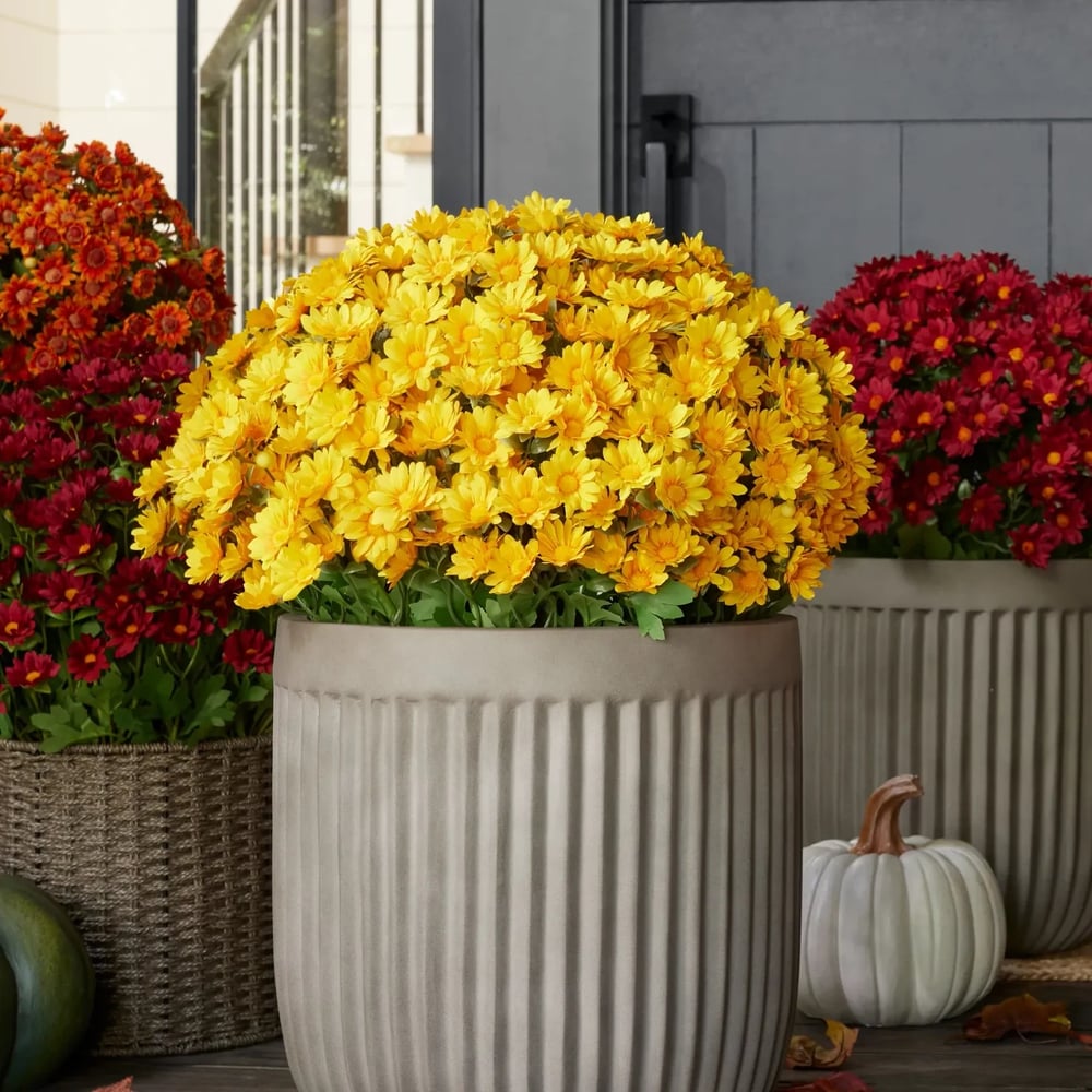 EmberBloom™ Mums | Effortless, Vivid Fall Beauty That Turns Every Porch Into a Showstopper